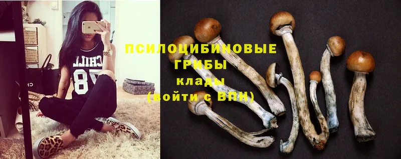Галлюциногенные грибы Psilocybe магазин продажи наркотиков МЕГА сайт Великий Устюг