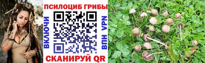 Галлюциногенные грибы Psilocybine cubensis  закладки  Великий Устюг 